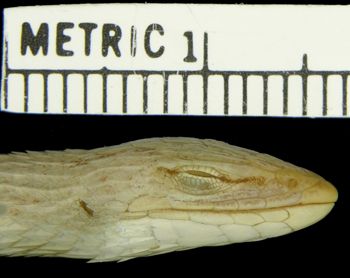 Media type: image; Herpetology R-17736
